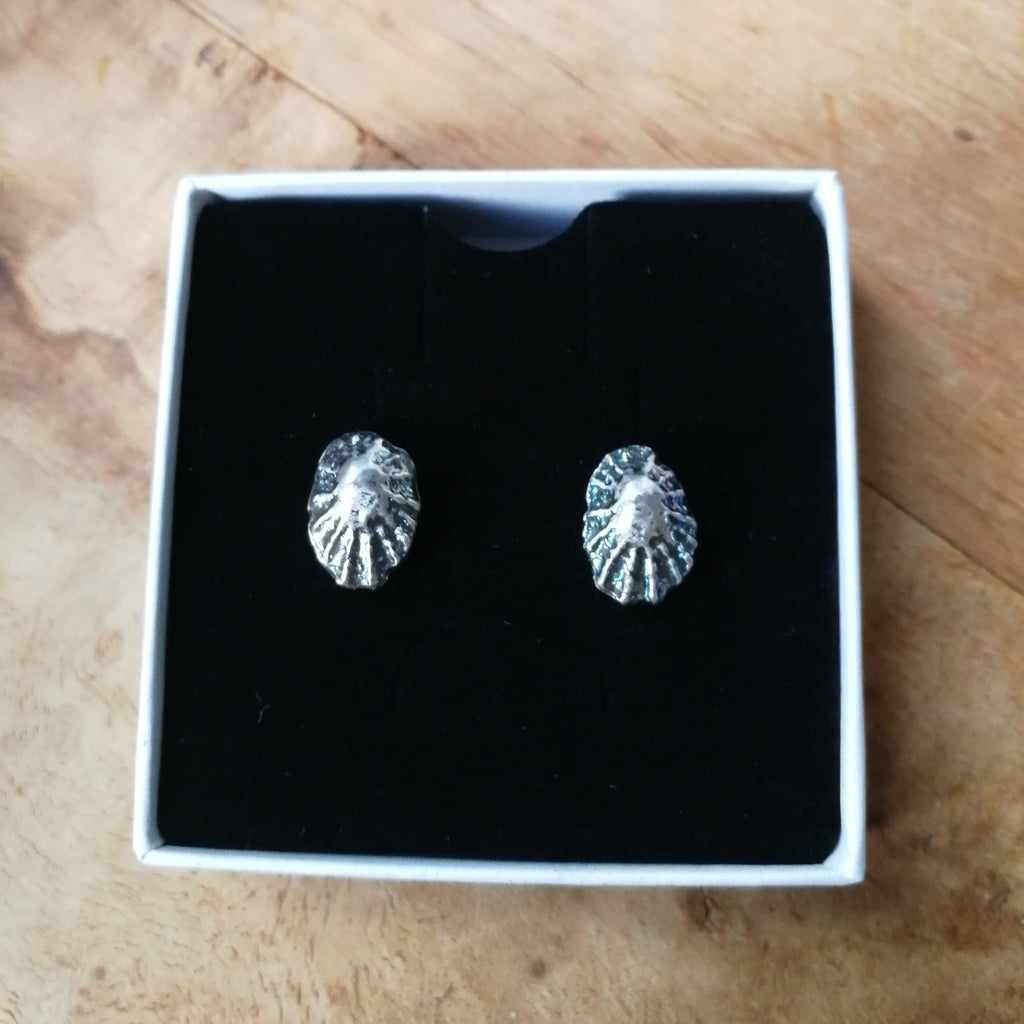 Limpet shell cufflinks